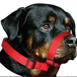 Focinheira Amf Para Cães Passeio Ajustável